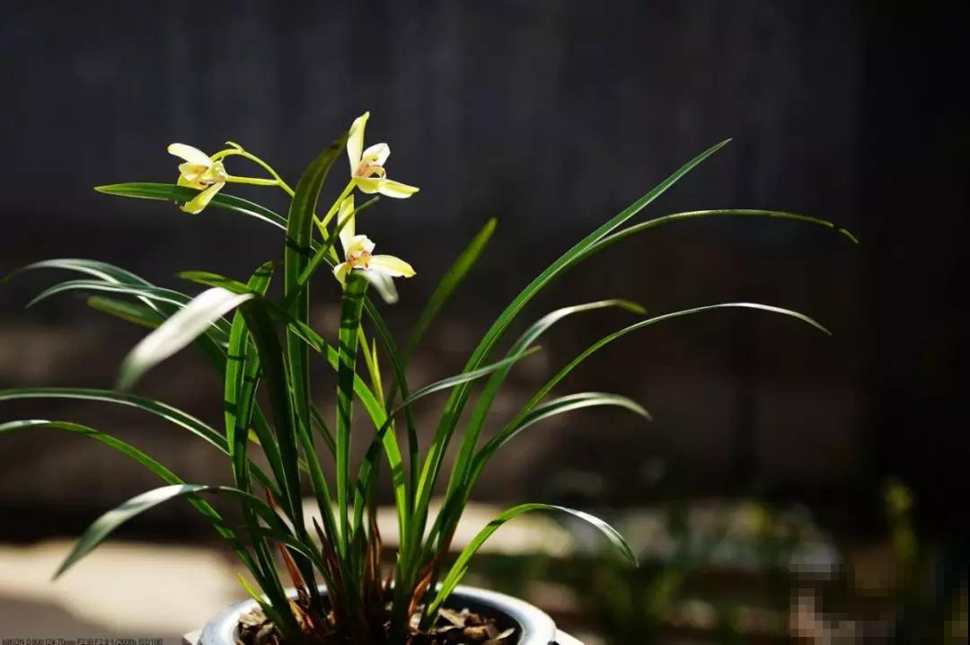 12种名花，如12位良师益友，与之相伴今生足矣！