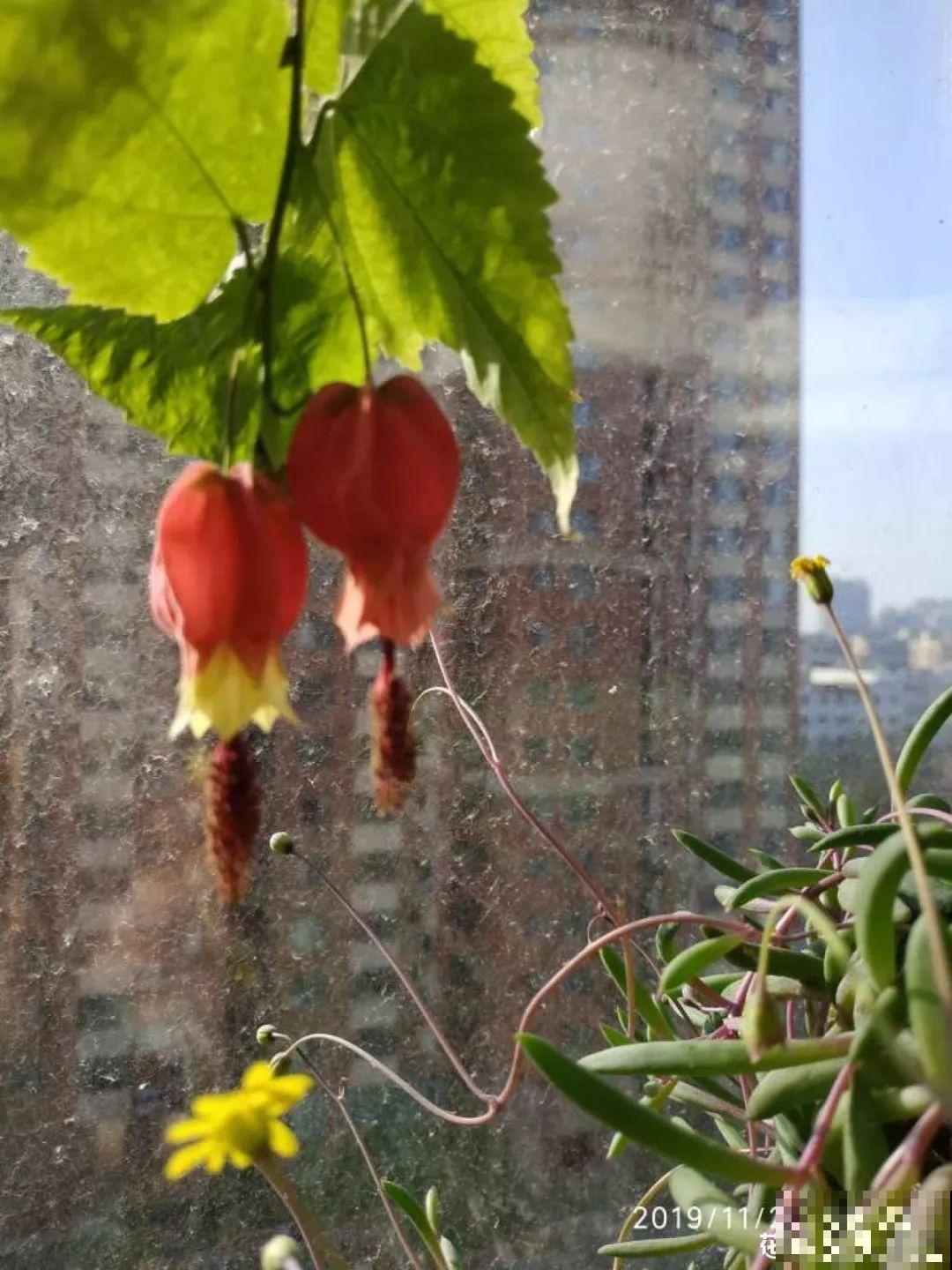 窗户边养盆它，耐阴还开花，养成花帘子太美！