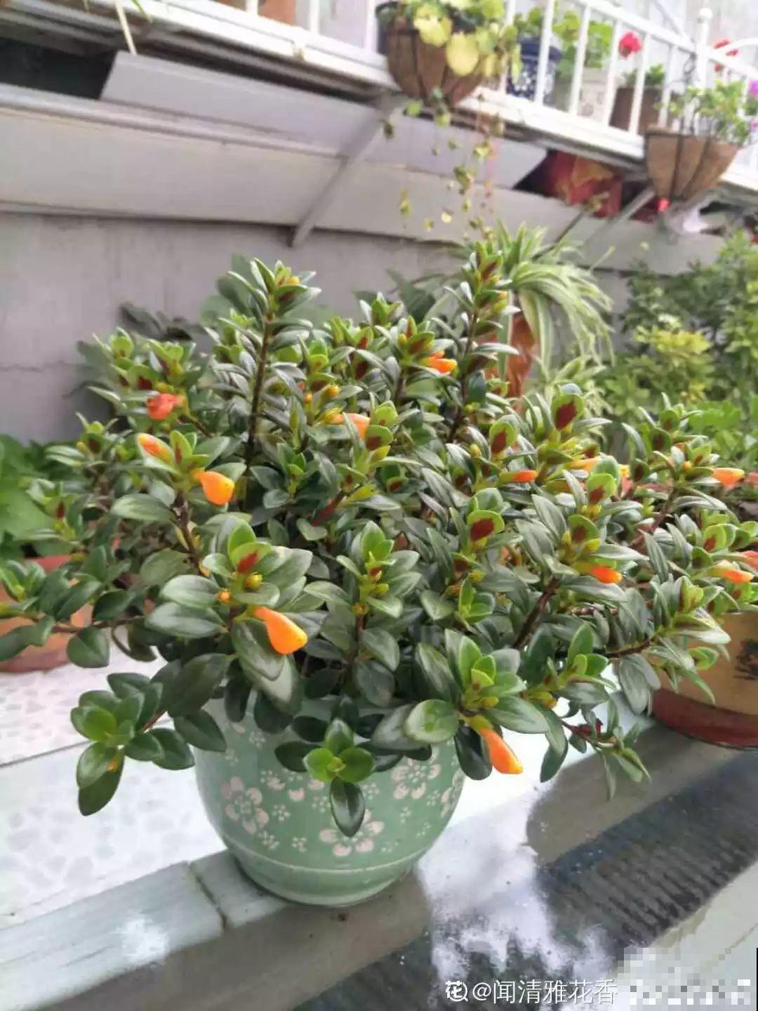 11种耐阴花，光不好也能嗖嗖长，开出2米大花墙！