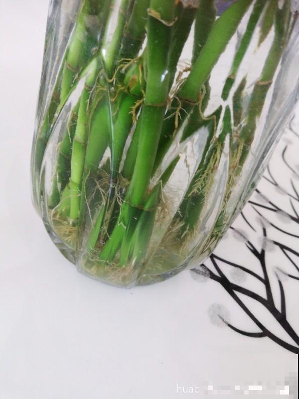 过年养盆富贵竹，水里加点料，叶子反而绿油油