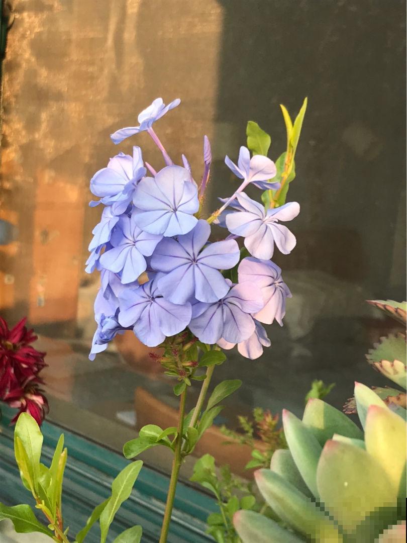 这4种带“雪”的花，现在种刚刚好，赏叶观花两不误！