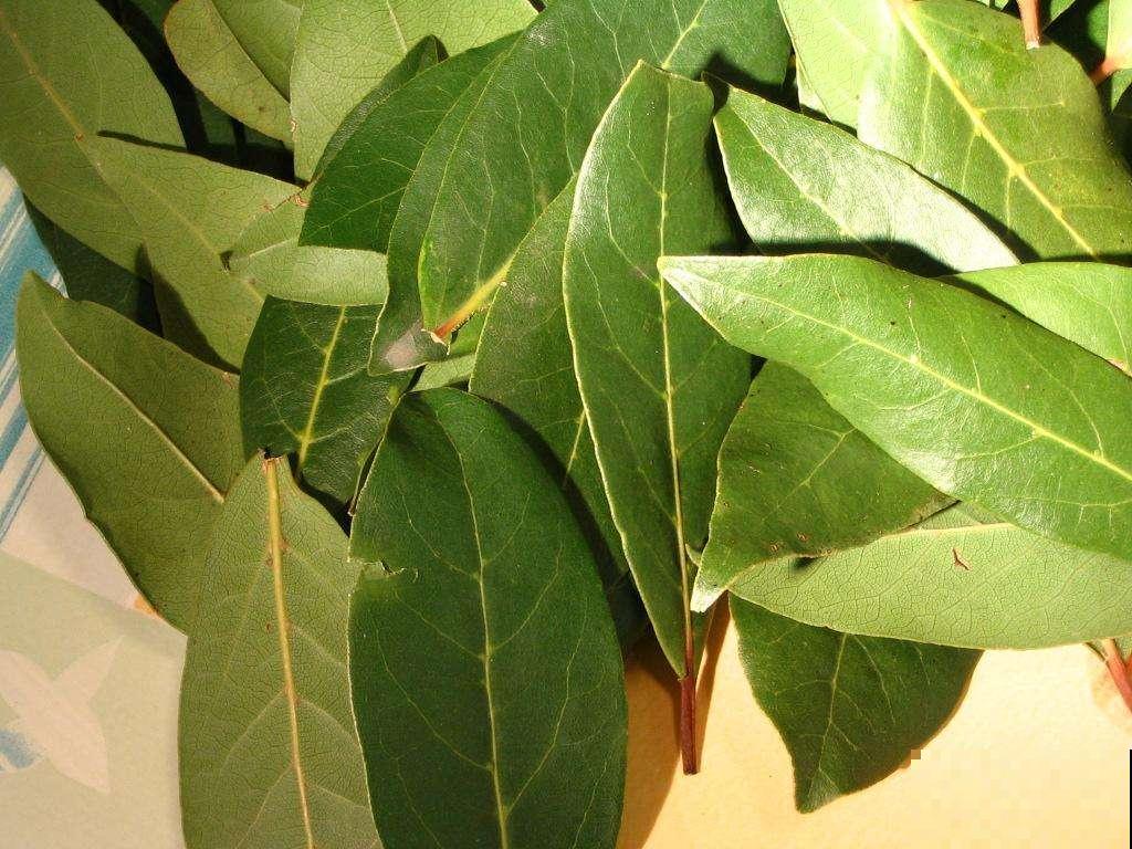 这些植物，叶子晒干碾碎，就是火锅底料！