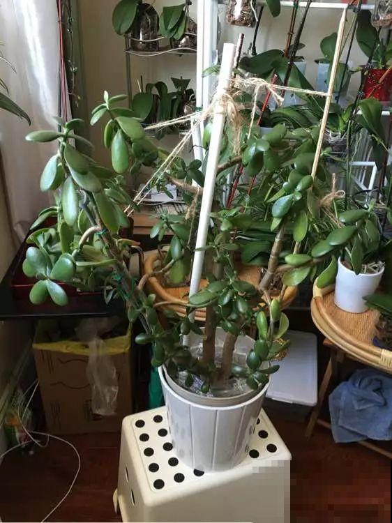 养了20年的玉树，杆子比大腿还粗，满树白花跟下雪了一样！