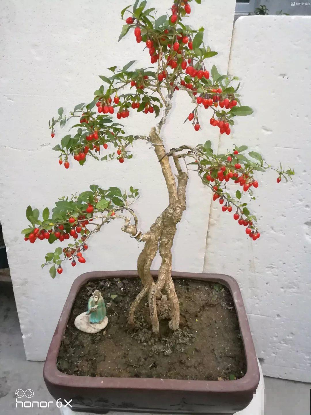 这5种花就适合冬天养，满盆都是金果子，好吃又好看！