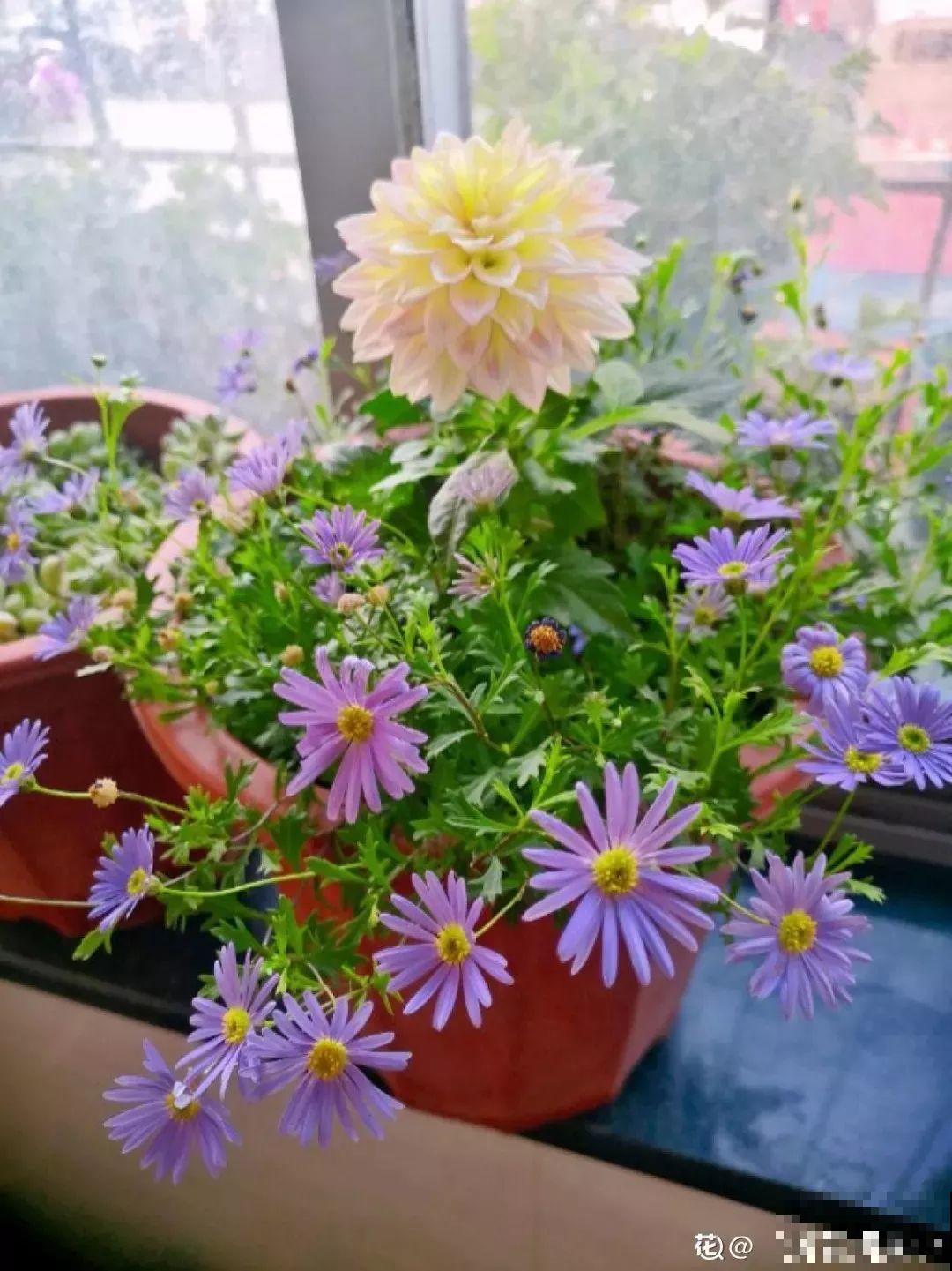 这花是新晋年宵花，室内室外都能养，能连开好几茬！