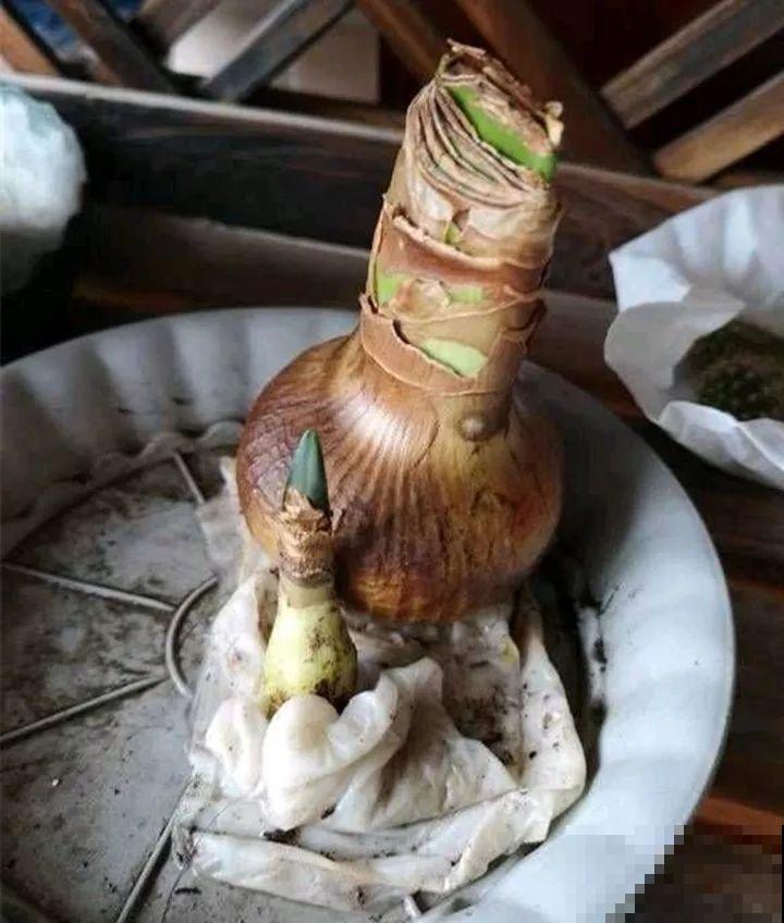 一张废纸捂一捂，大白根冒出来，养花太省心！