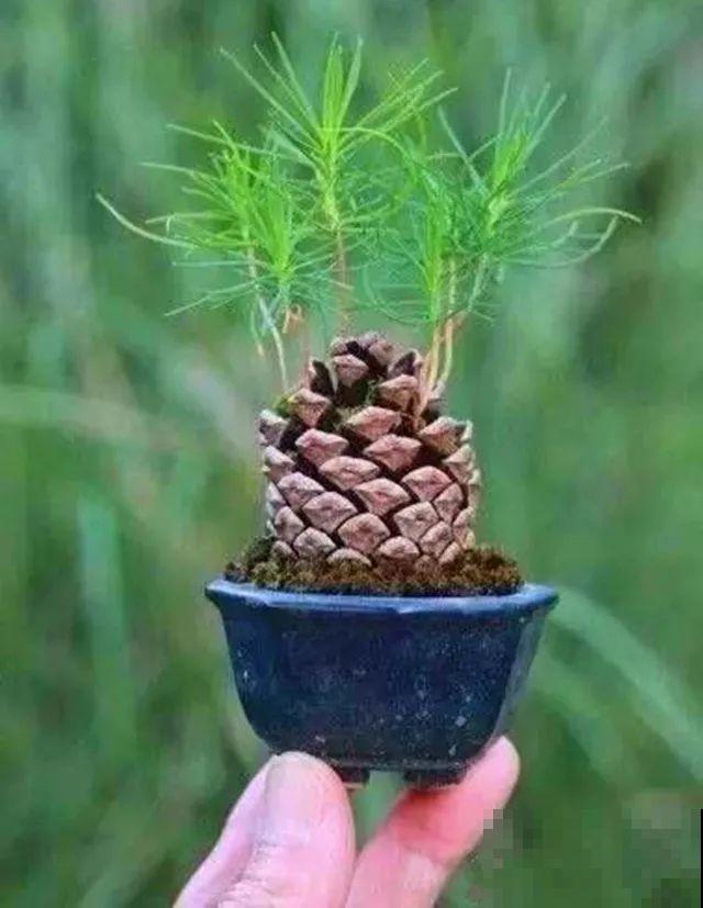 山上捡了一筐宝贝，埋一半露一半，竟然长出小盆景！