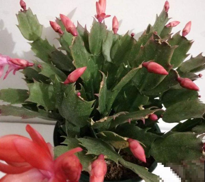 花苞还没开就掉了？养蟹爪兰这一点不注意，难怪年年没花赏！