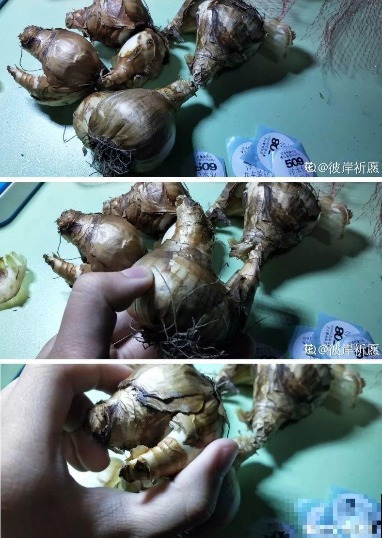 冬天养个大肚子花，不怕冷爱开花，放客厅最有气质！