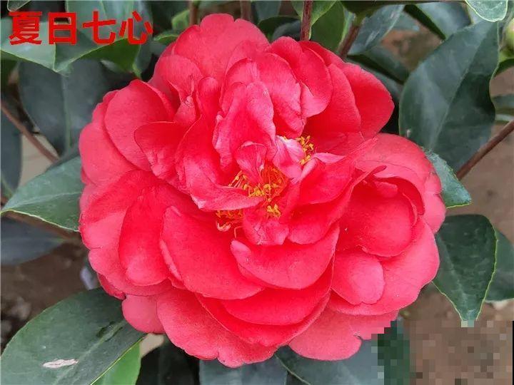 这花想要冬天开，就得狠心剪两刀，满树红花惹人爱！
