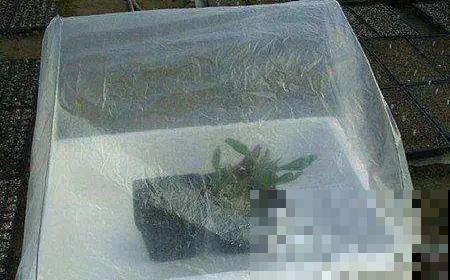 冬日寒气逼人，地栽花草快冻死怎么办？快使出这几个大招！