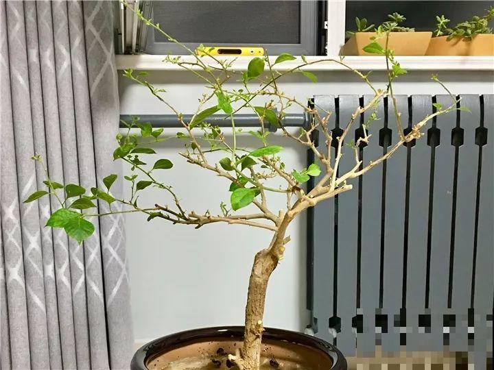 冬天修剪分“轻重”，有的花剪狠了，小心再也不开花！