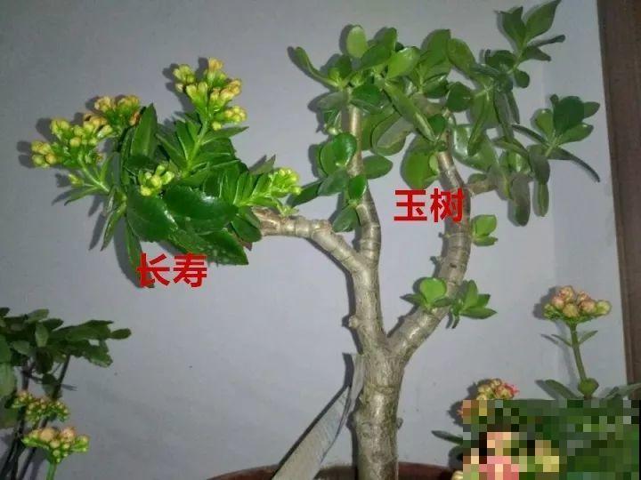 长寿花搬回家，记住“四不要”，免得掉得满地都是花苞！