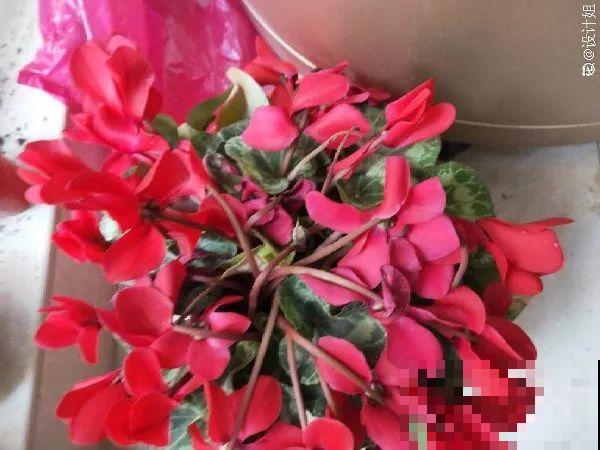 这10种花要慎买，小心养不活，心里贼难受！