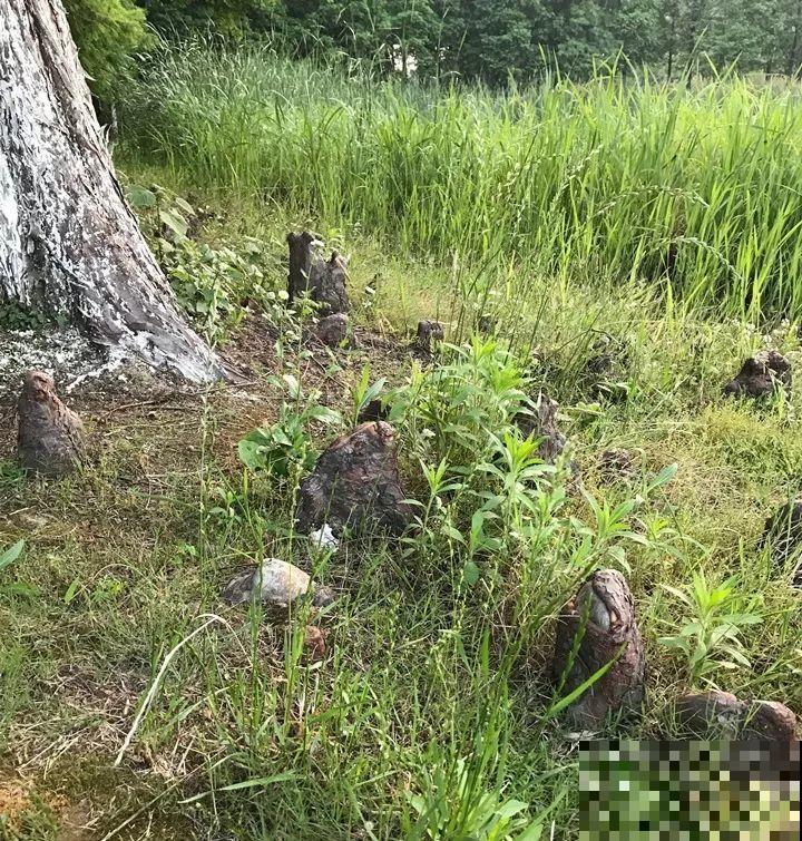 看见这花可别买，忍住，小心被忽悠，花钱买气受！