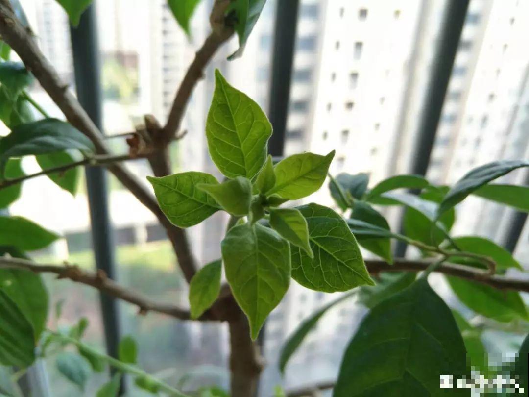 这8种花冬天别饿着，勤浇水多施肥，开花越来越多！