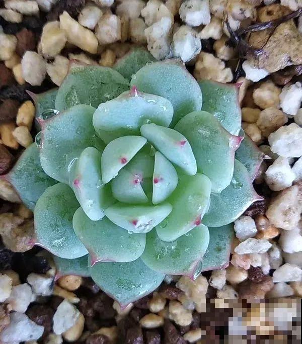 这种多肉，是界内的群生小霸王，长得跟一朵朵小花似的！
