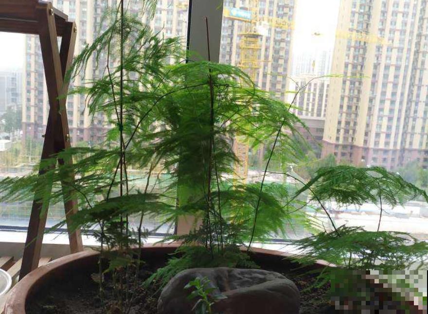 这么美的花，隔壁邻居非说不吉利，我偏要养！