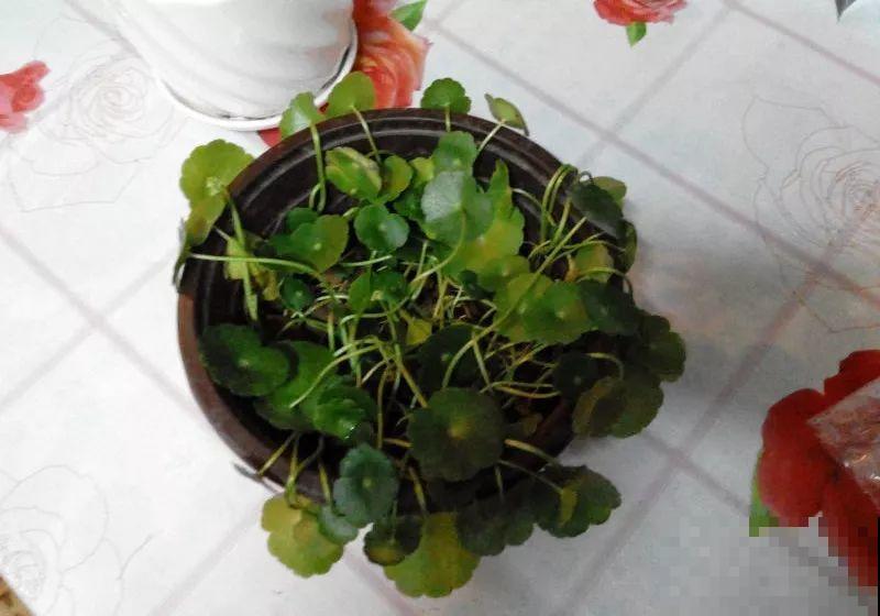 最怕冷的花，一降温就黄叶子，再不管只剩盆了！