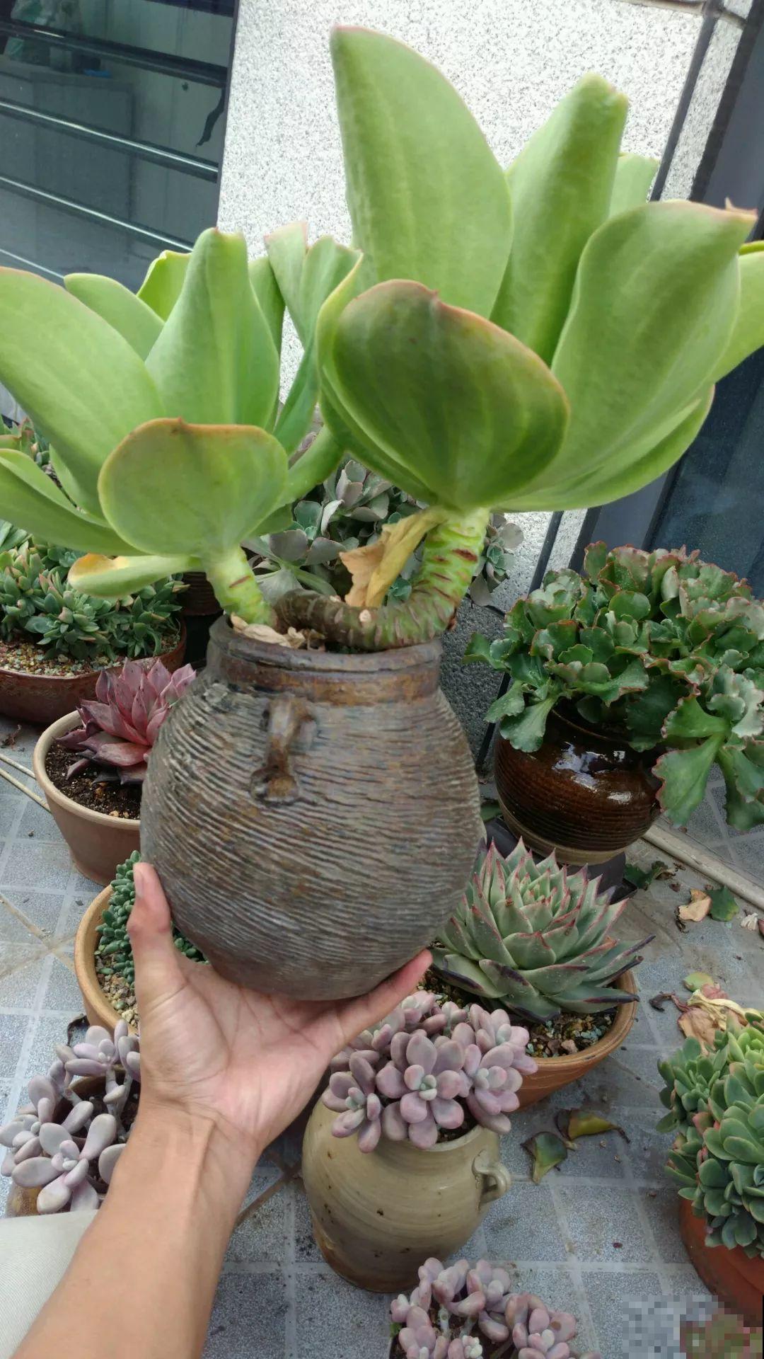 他用菜坛子养多肉，1分不花又好看，个个壮得像白菜！