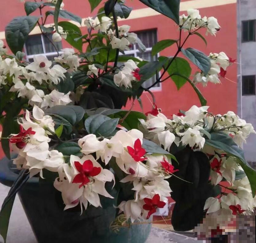 这花还能吐小珠子，开花美到爆，一年四季能赏花！