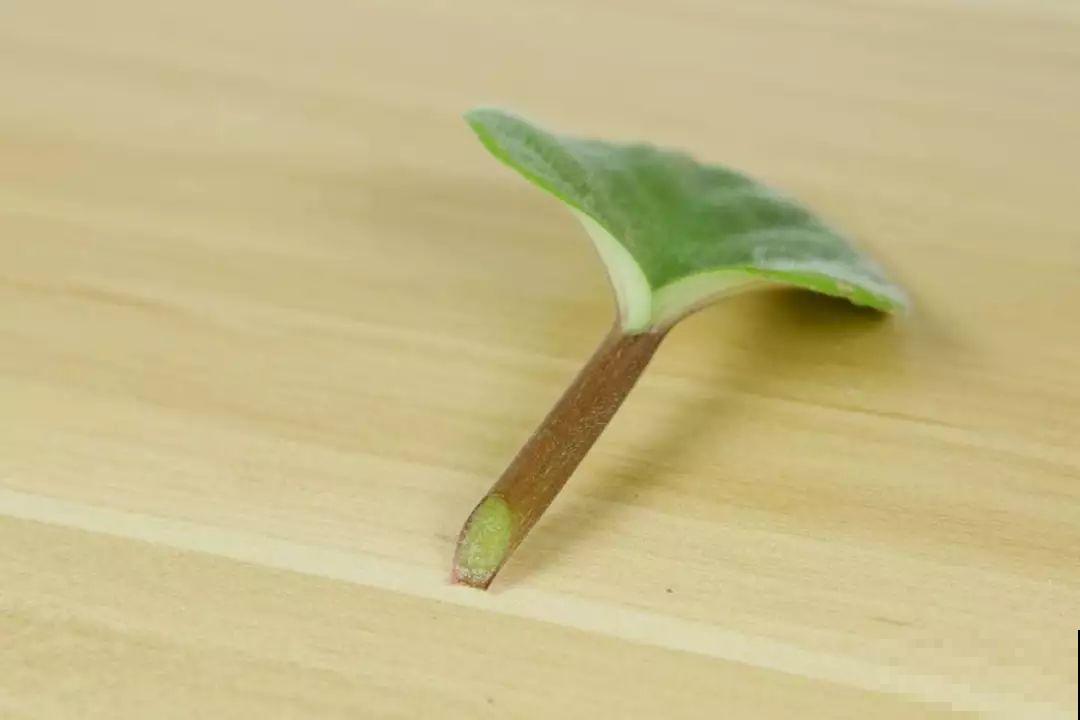 浇花的水里加点这种料，壮花还杀虫，太管用了！