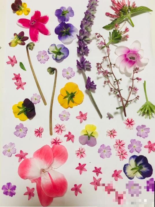 花瓣叶子摘下来，烘干后压一压，就能变成画！