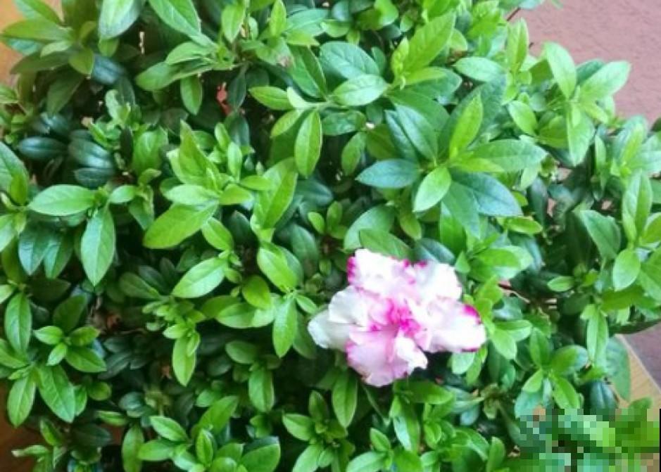 杜鹃花冬季咋养？这么养，统统都能开出漂亮花！