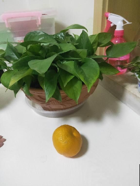 养这花不花1分钱，垃圾桶附近转一转，就能捡一堆