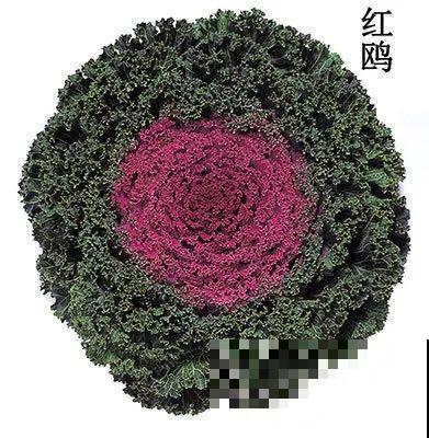 这花冬天不怕冷，越冻越好看，栽在院子里像玫瑰！