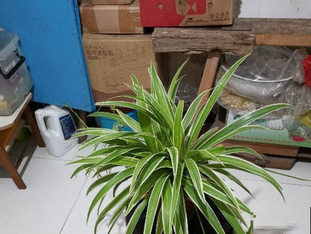 据说这4种植物，冬季寒冷也能呼呼长，真想养一盆！