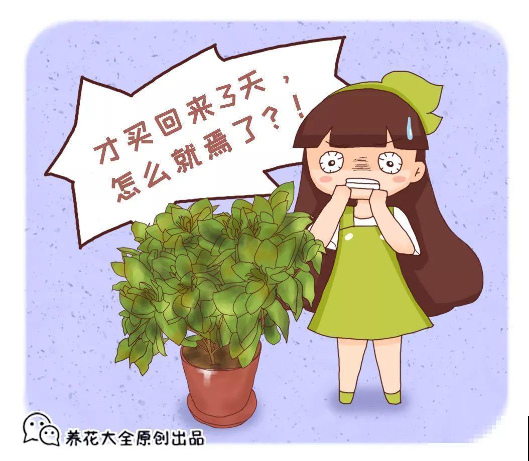 12月逛花市，千万别买这花，养不活还浪费钱！