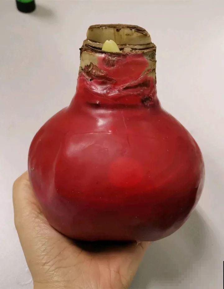 看见这花可别买，忍住，小心被忽悠，花钱买气受！