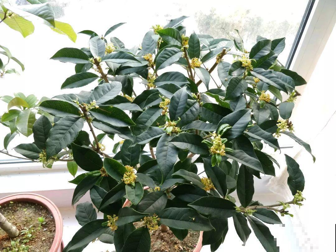 阳台封闭不通风养花，就选这8种花，能种出一个室内花园！