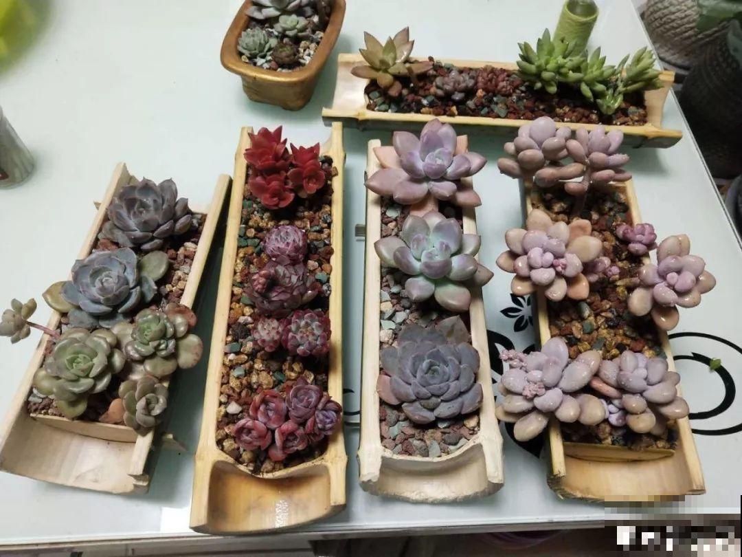 阳台再小也不怕，跟她学一招，把花挂起来养，不占地还好看！