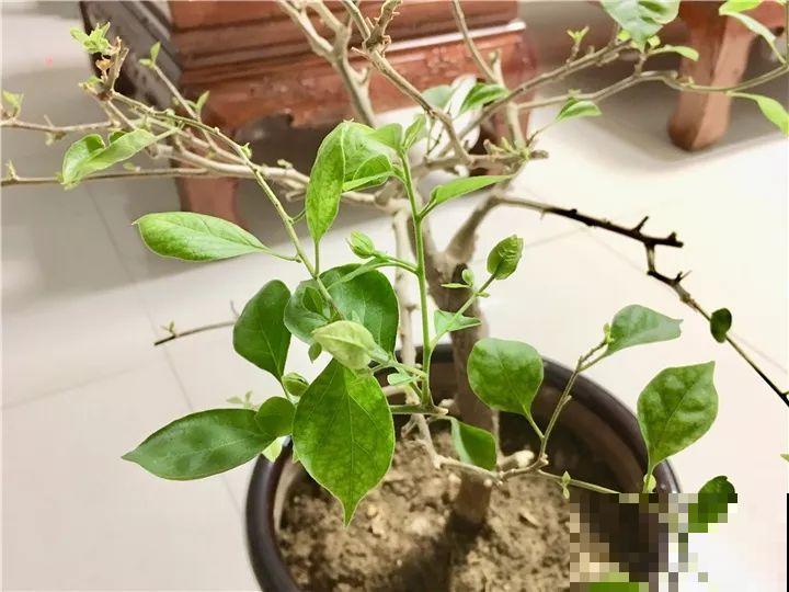 冬天修剪分“轻重”，有的花剪狠了，小心再也不开花！