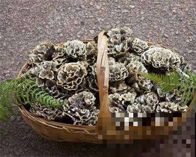 山上见到一朵枯菊花，赶紧薅起来塞兜里，煲汤煮饭有大用处！