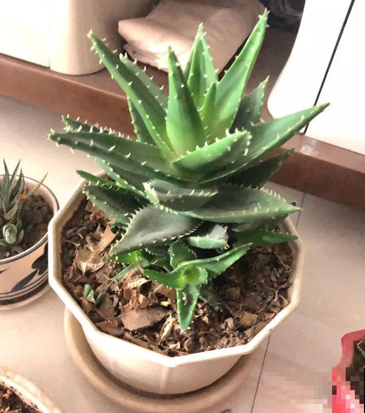 10种花，冬天切记管住手，小心浇完水就掉叶子！