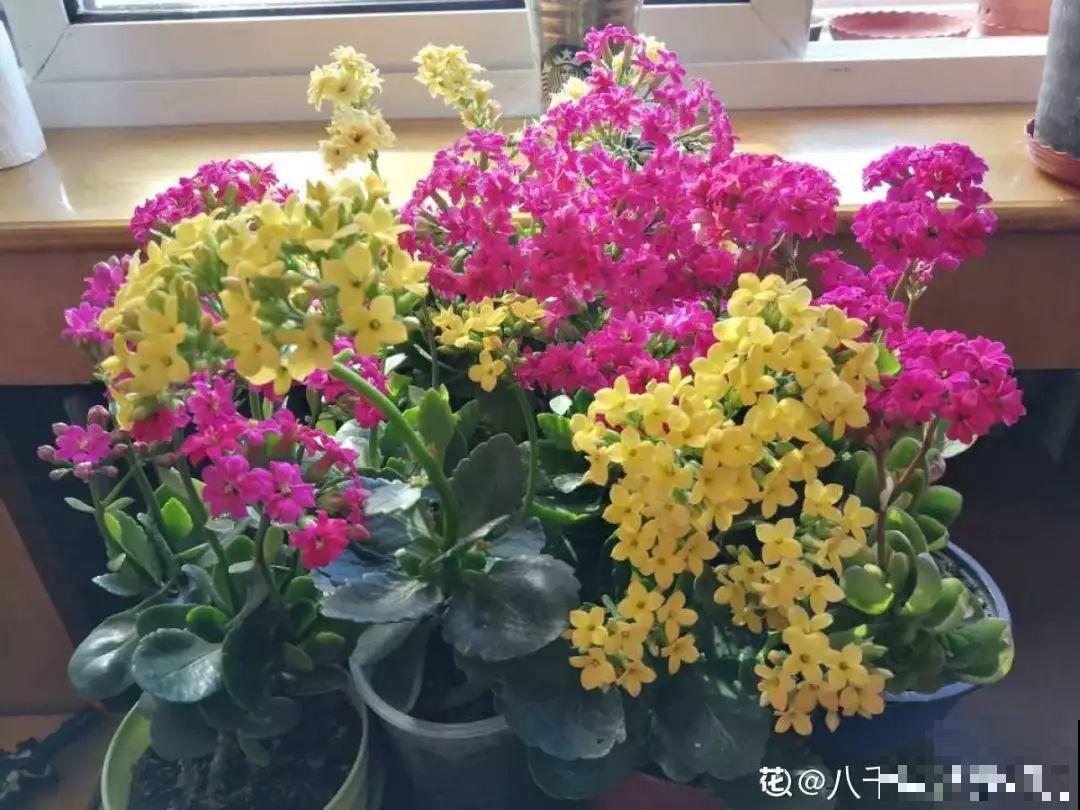 长寿花搬回家，记住“四不要”，免得掉得满地都是花苞！