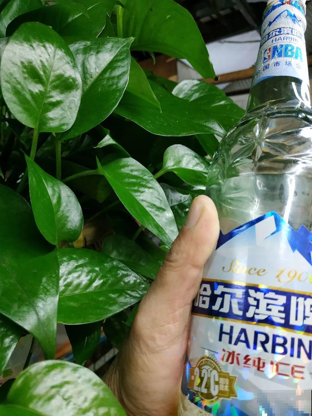 7种花浇点“万能水”，3天黄叶变绿叶，呼呼开出满盆花！
