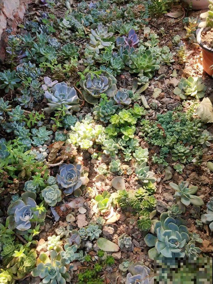 姐姐的快递箱，全部种满多肉，比盆栽的效果还要好！