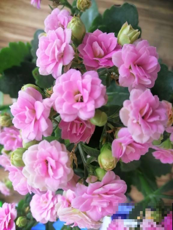 冬季的“开花机器”，注意3点，盆盆爆花