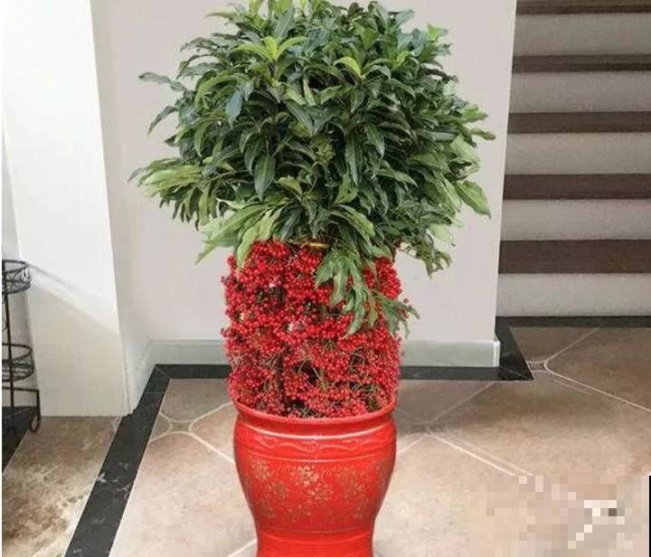 刚弄两盆黄金万两，红果子挂满枝头，养好了能旺家！