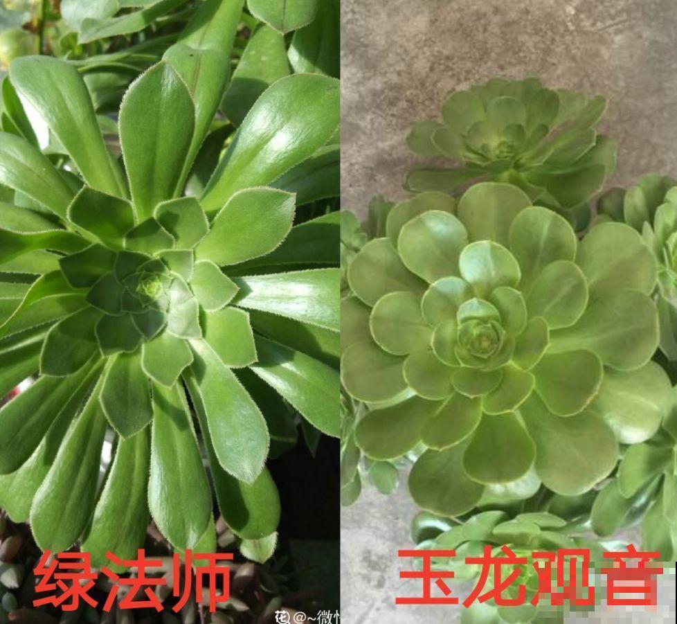 多肉中的巨无霸，省心还好养，一年窜出一圈芽！