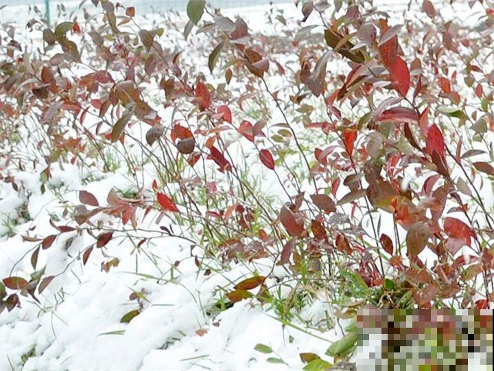 院子里栽棵它，年年结果一箩筐，吃起来真过瘾！
