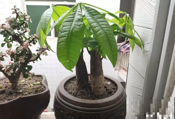 20种花最怕冷，一降温就黄叶，不做准备只剩空盆了！