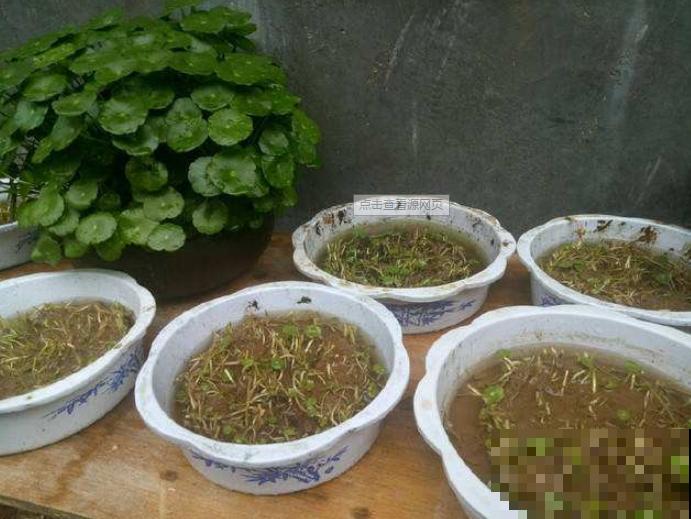 2种花枯死也别扔，砍一刀，分分钟爆10盆！