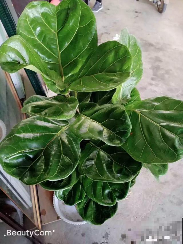 这4种花养在家里，就是一个小型的加湿器，不干不躁真舒服！