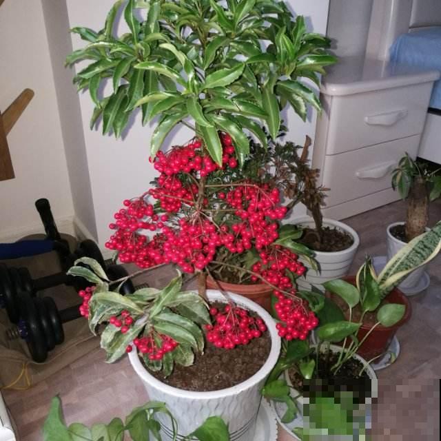 超喜庆的花，满树都是红果子，富贵团圆好意头