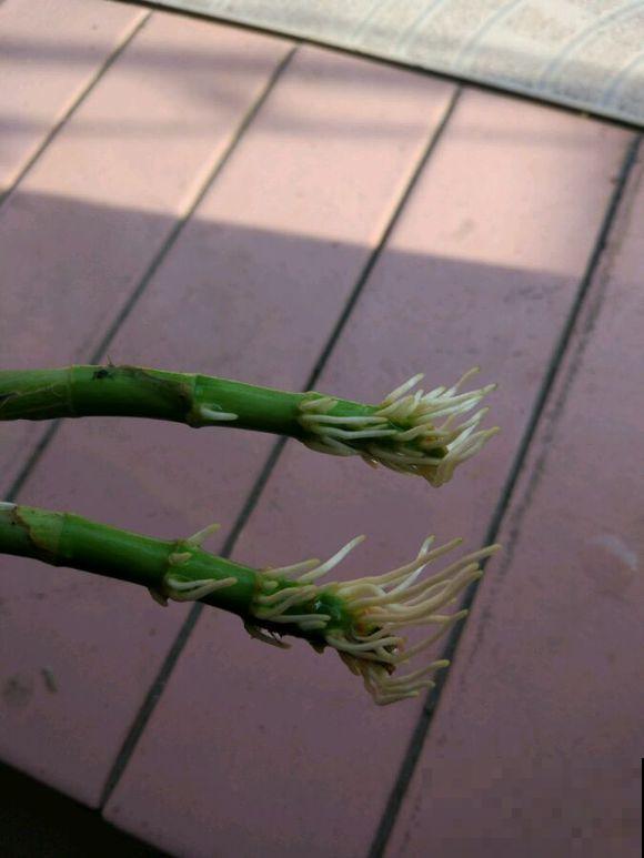 自制养根水，每月给花浇一点，叶子不黄根长得旺！